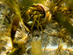 Pagurus middendorffii