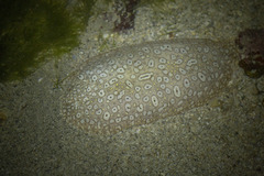 Pardachirus pavoninus