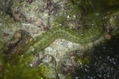 Congrogadus subducens