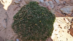 Oreoxis trotteri