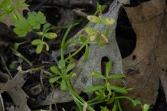 Hyaloperonospora floerkeae