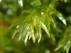 Pohlia longibracteata