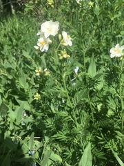 Polemonium foliosissimum
