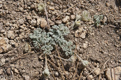 Oreonana vestita