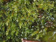 Pohlia longibracteata