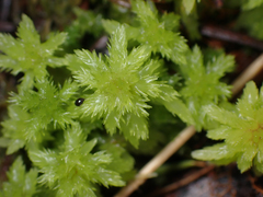 Sphagnum mendocinum