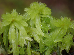 Sphagnum mendocinum