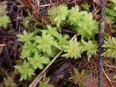 Sphagnum mendocinum
