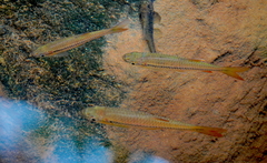 Rasbora dandia