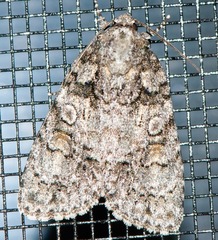 Acronicta modica