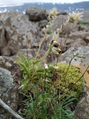 Silene paucifolia