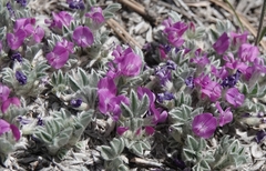Astragalus sericoleucus