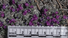 Astragalus sericoleucus