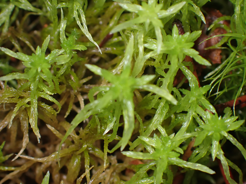 Sphagnum mosses from Greater Vancouver, British Columbia, Canada on May ...