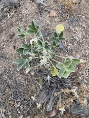 Pediomelum megalanthum