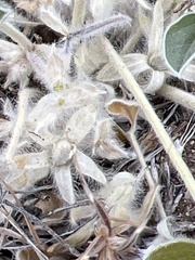 Pediomelum megalanthum