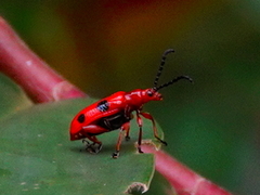 Lema quadripunctata