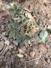 Pediomelum megalanthum