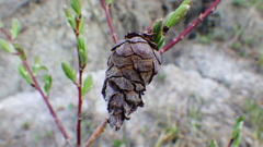 Rabdophaga salicisgnaphalioides