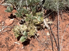 Pediomelum megalanthum