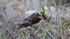 Rabdophaga salicisgnaphalioides