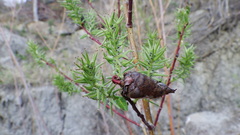 Rabdophaga salicisgnaphalioides