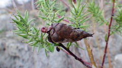 Rabdophaga salicisgnaphalioides