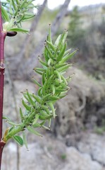 Rabdophaga salicisgnaphalioides
