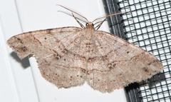 Melanolophia signataria