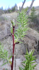 Rabdophaga salicisgnaphalioides