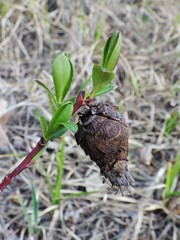 Rabdophaga salicisgnaphalioides