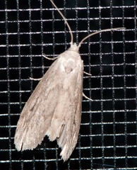 Aphomia fulminalis
