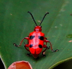 Lema quadripunctata