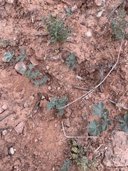 Pediomelum megalanthum