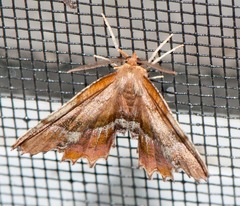 Cepphis armataria
