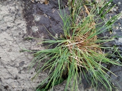 Carex eleusinoides