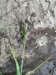 Carex eleusinoides