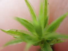 Polytrichum longisetum
