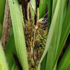 Carex wahuensis