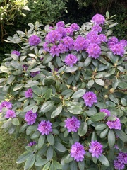 Rhododendron ponticum