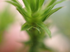 Polytrichum longisetum