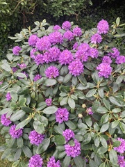 Rhododendron ponticum