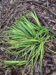 Carex wahuensis