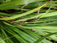 Carex wahuensis