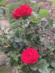 Rosa