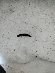 Dysmicohermes disjunctus