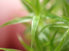 Polytrichum longisetum