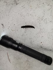 Dysmicohermes disjunctus