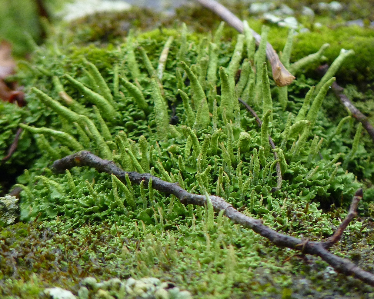 Cladonia coniocraea image