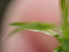 Polytrichum longisetum